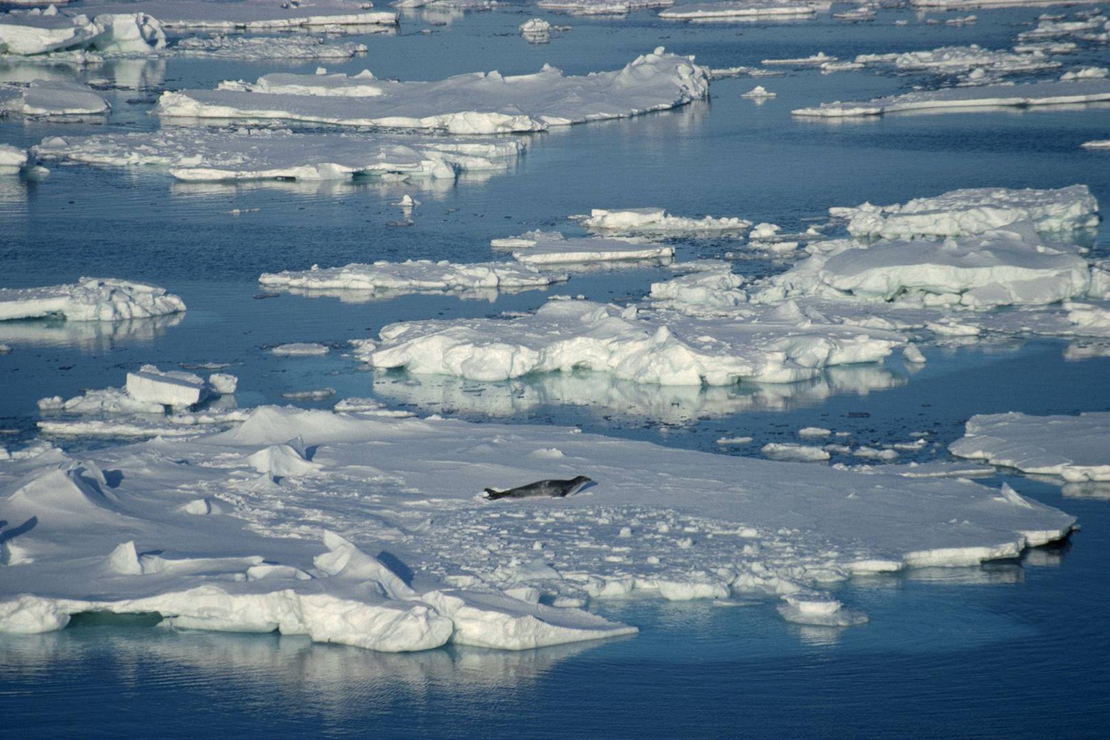 Antarctica's Ross Sea is now the world's largest marine protected area