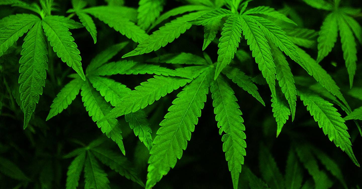 'Harry Potter' Star Jamie Waylett Involved In Growing Cannabis Plants