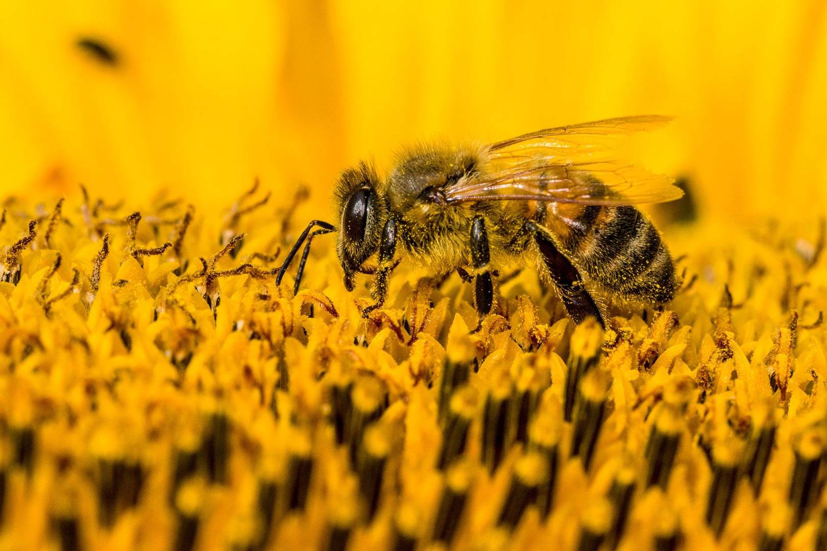 Insecticides are causing a 'wide scale decline' in UK bees