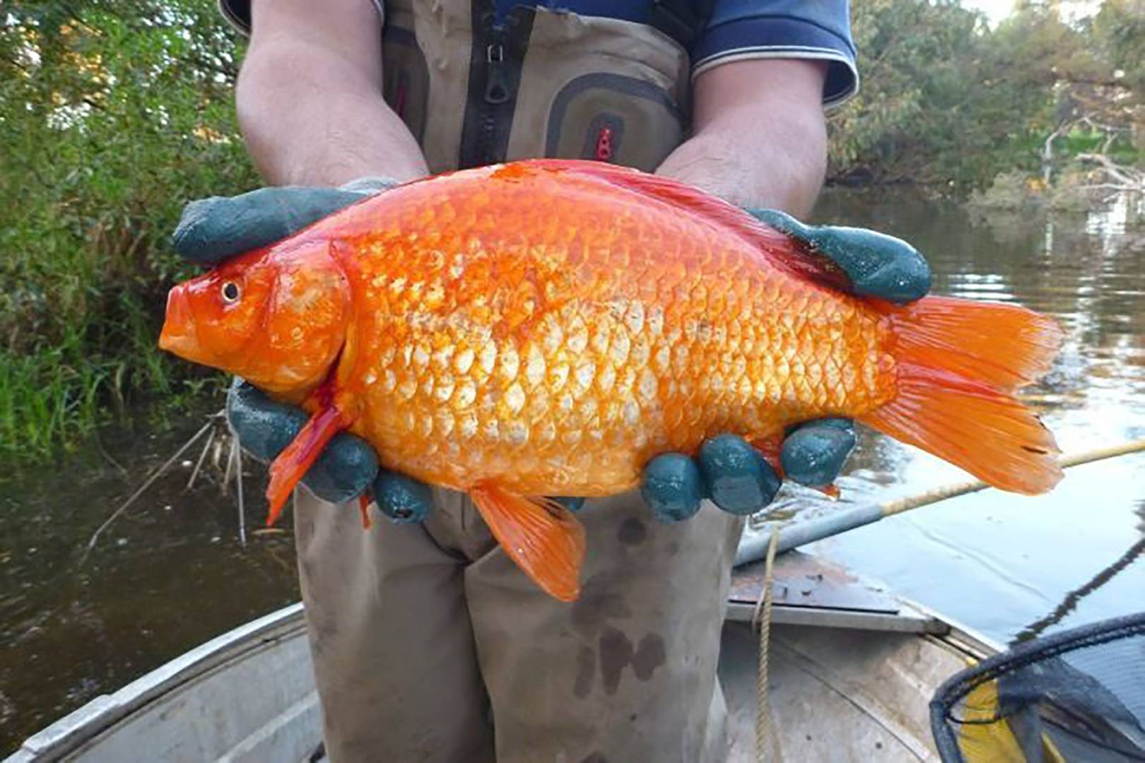 Giant goldfish are being found in Australian rivers