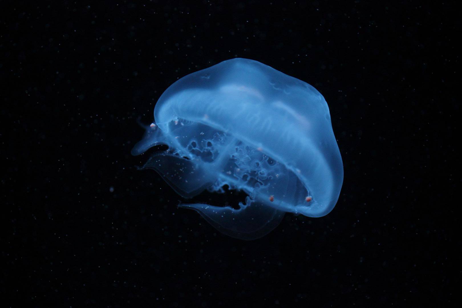 Jellyfish skin inspires new encrypted messaging materials