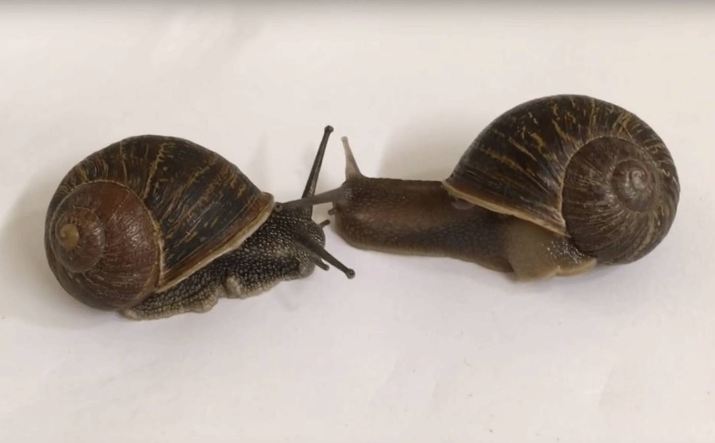 Mutant snail Jeremy finally finds 'love' with the help of Twitter