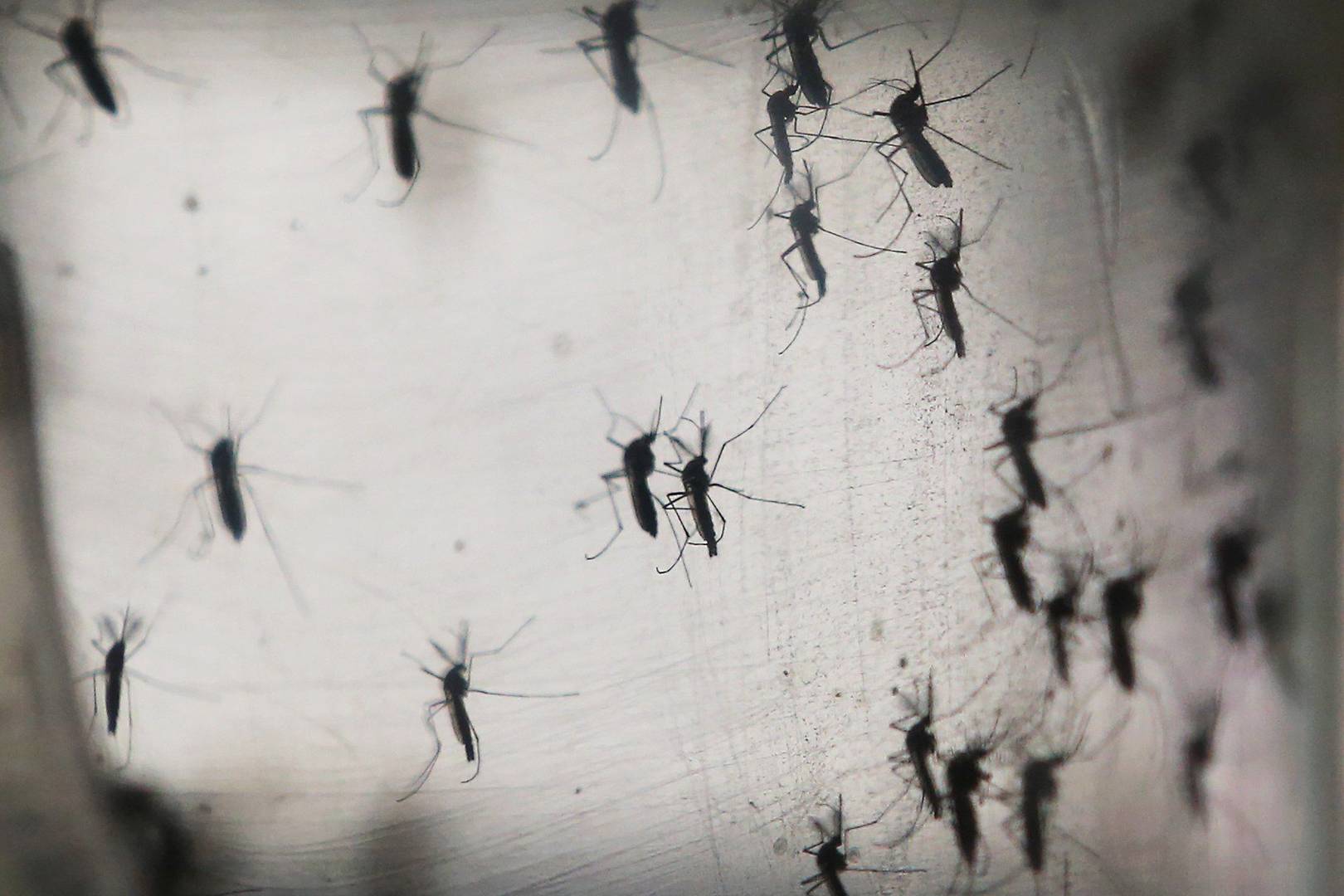 Zika is on the rise in New York City – but still no local cases