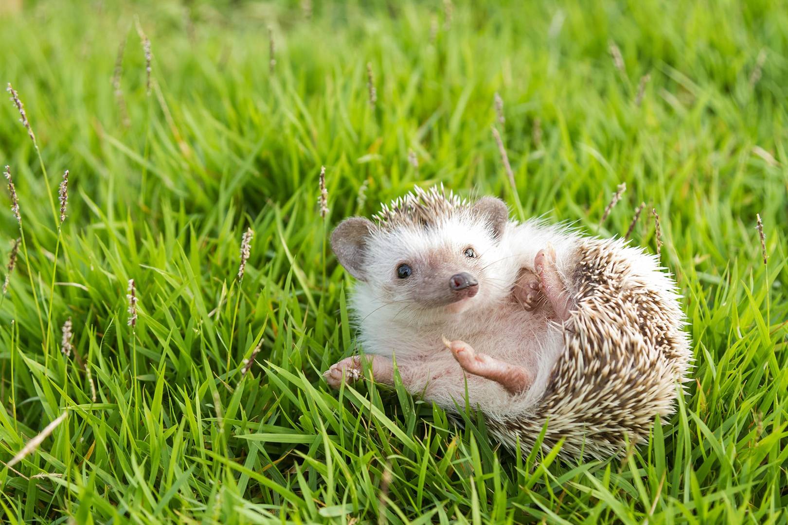 Half of the UK's wildlife is in danger, including hedgehogs and dormice