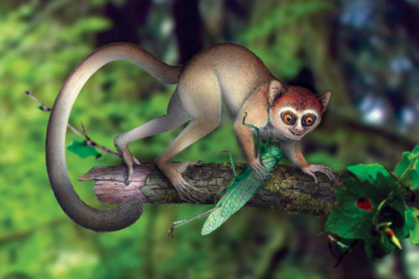 50 million-year-old fossil is earliest known primate ...