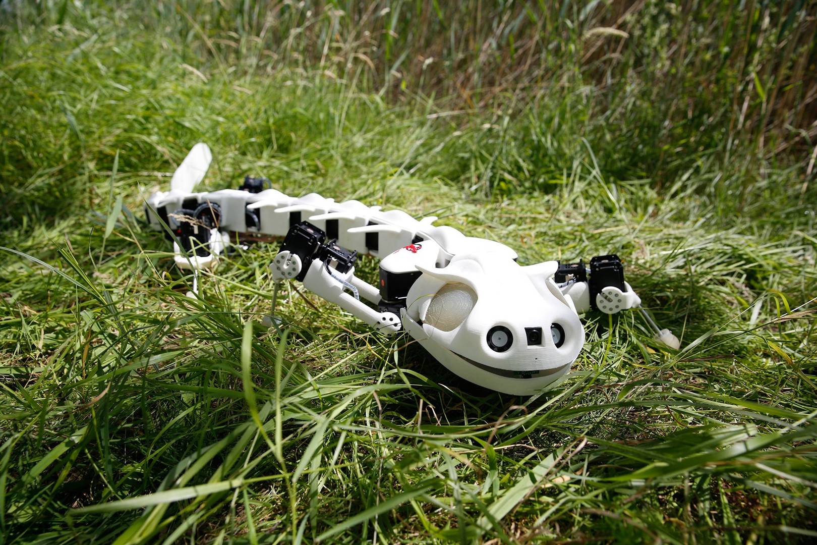 Watch this creepy robot salamander walk and swim