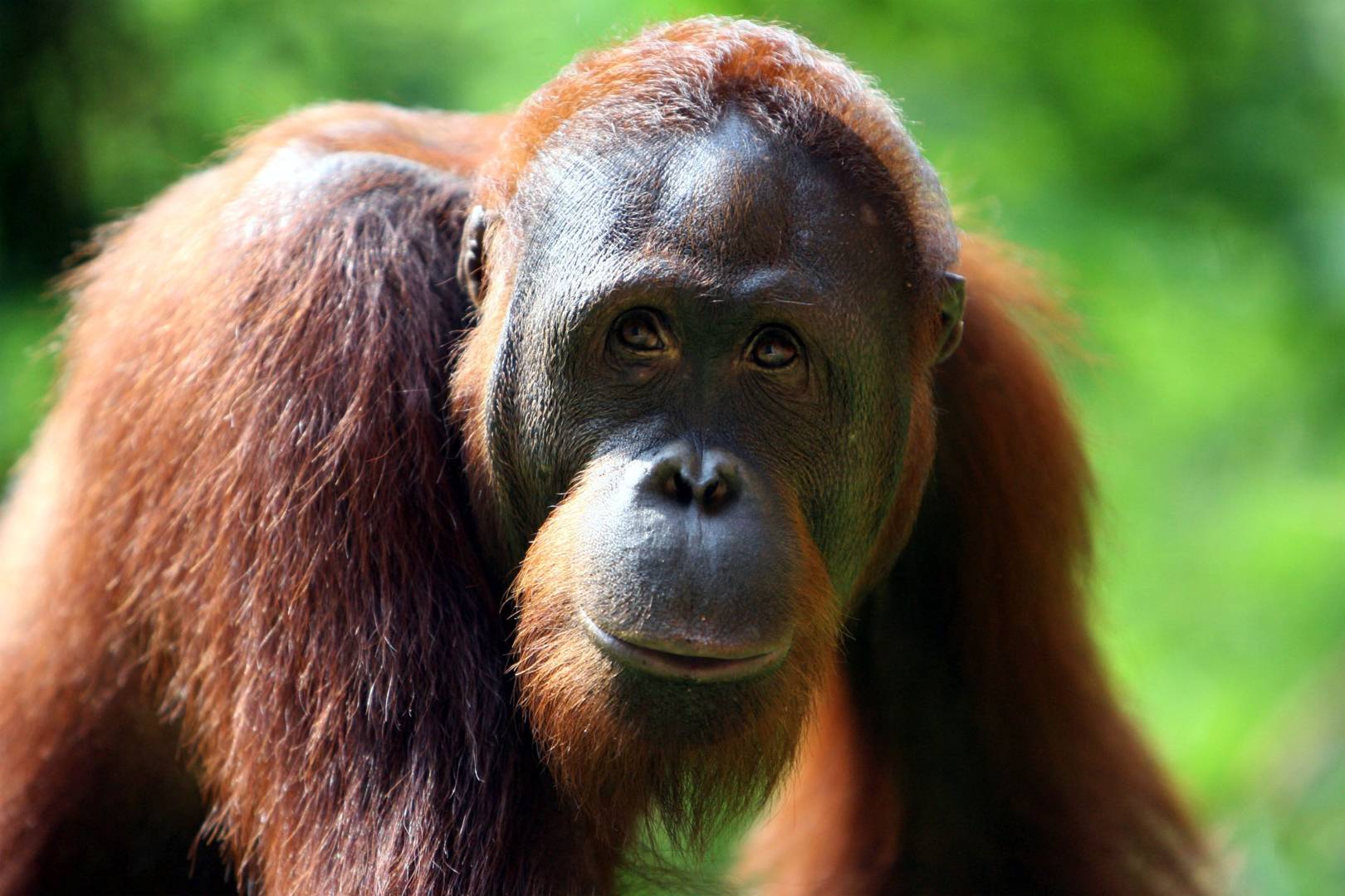 Meet Rocky, the orangutan who has learnt how to mimic human speech
