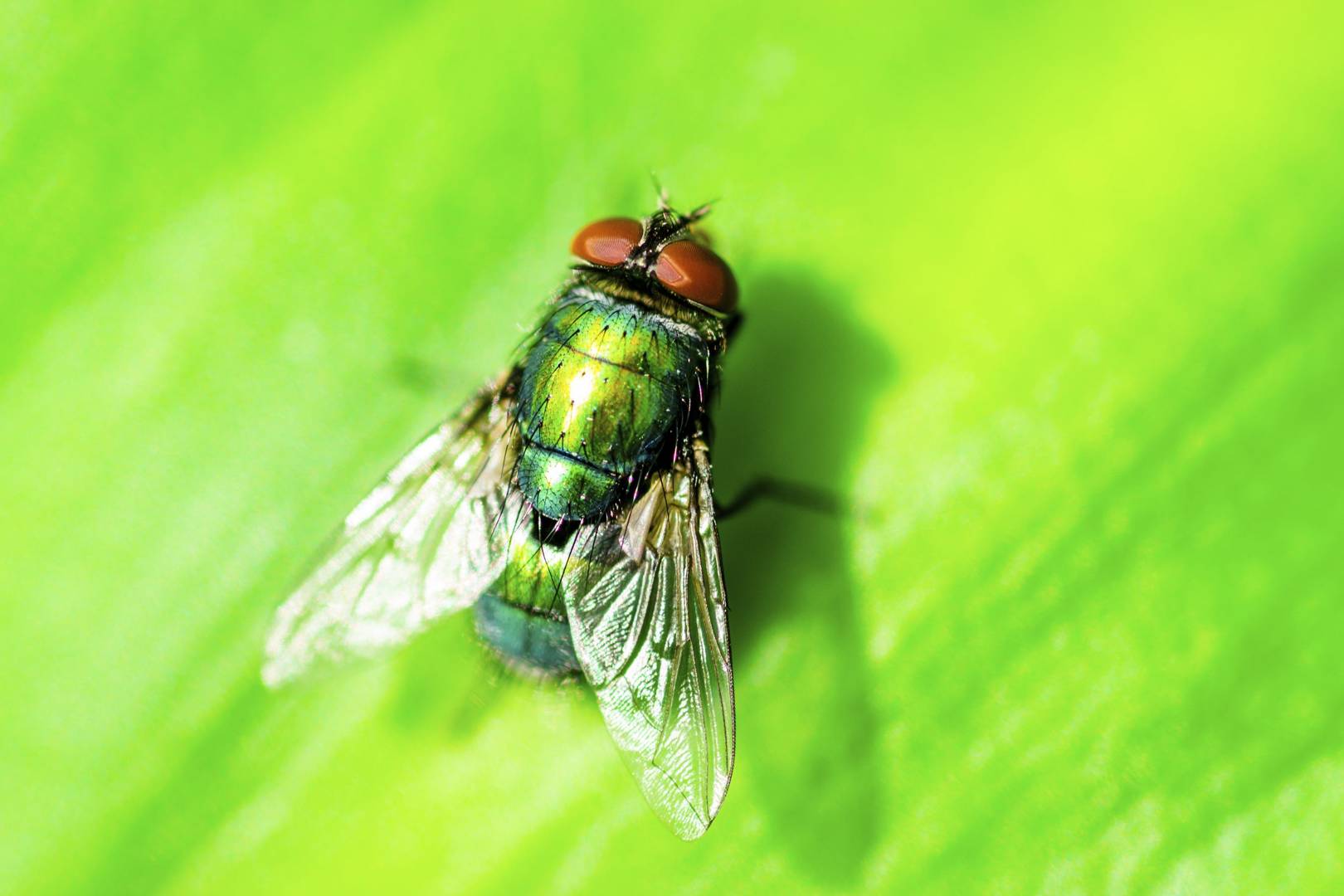 Hunting for bugs in other people's code is big money