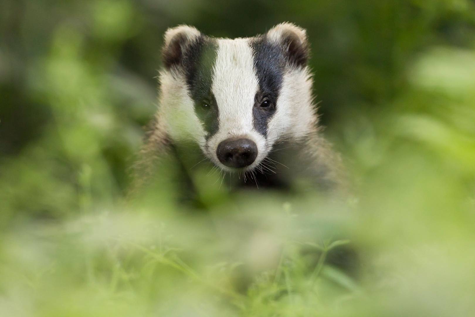 Badgers are not passing TB directly to cattle