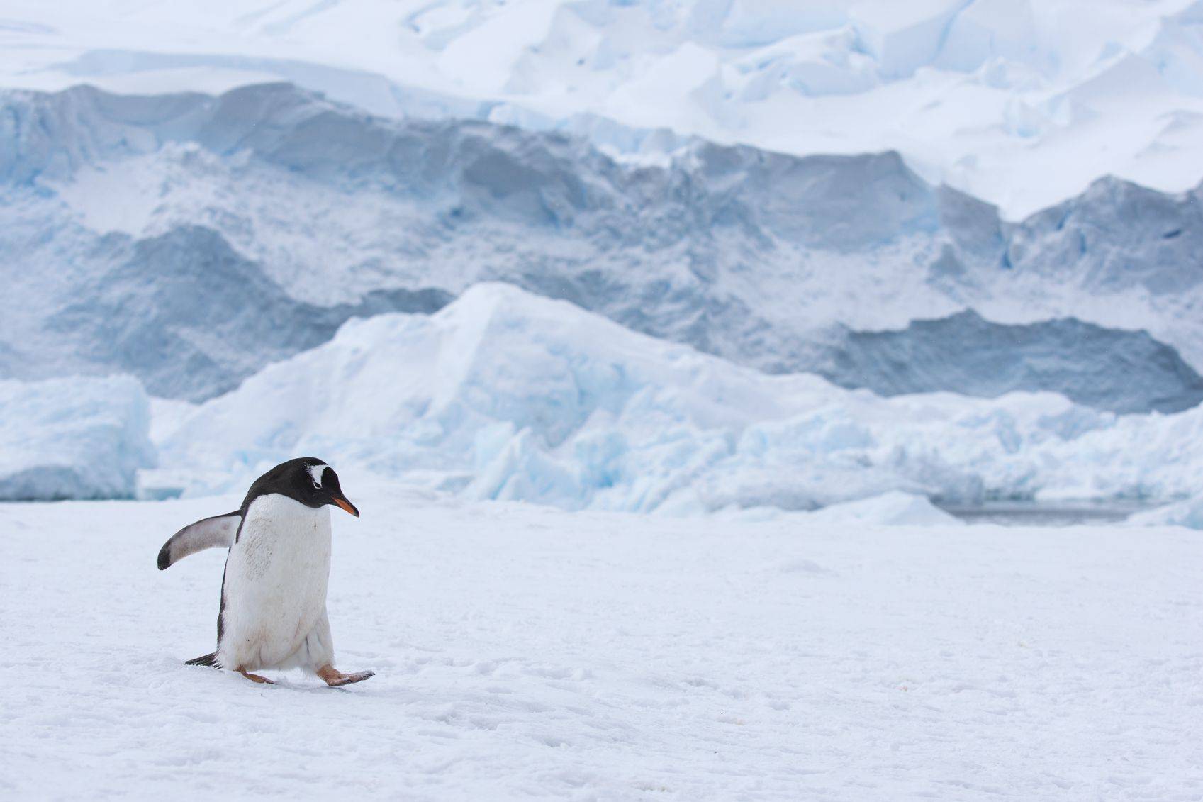 Ice Flow climate change game puts the fate of Antarctic penguins in your hands