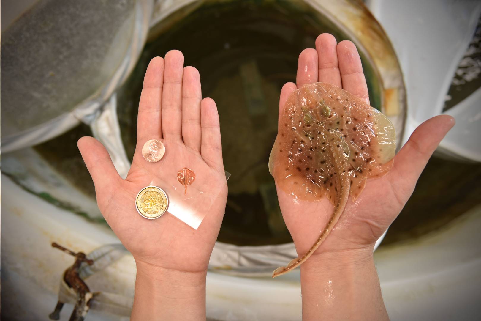 This robo-stingray made from rat heart cells is controlled by light
