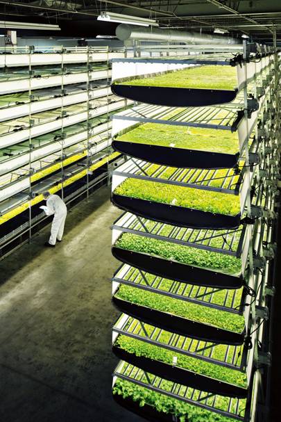 Aerofarm has built the world's largest vertical farm ...