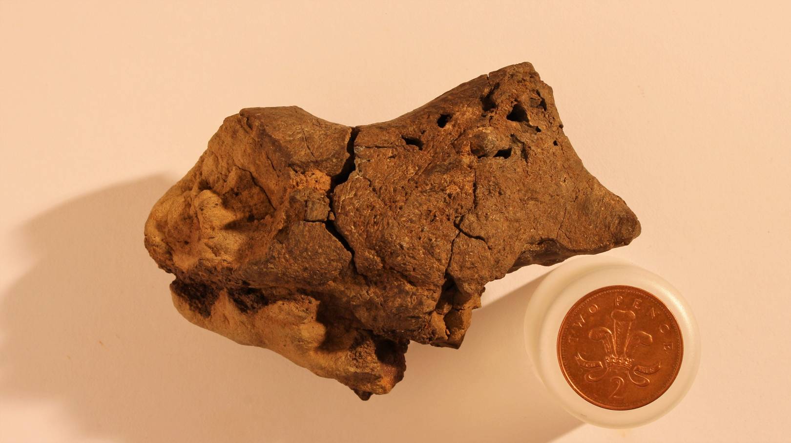 World's first fossilised dinosaur brain found 'pickled' on UK beach