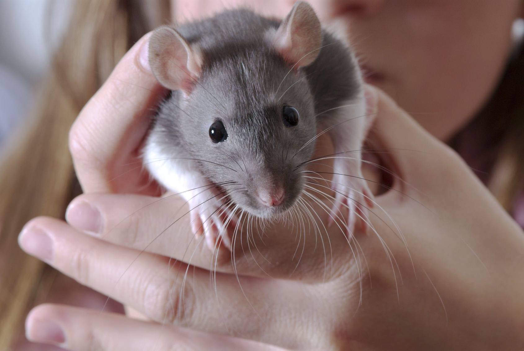Scientists cut whiskers off rats to learn more about how the rodents hunt
