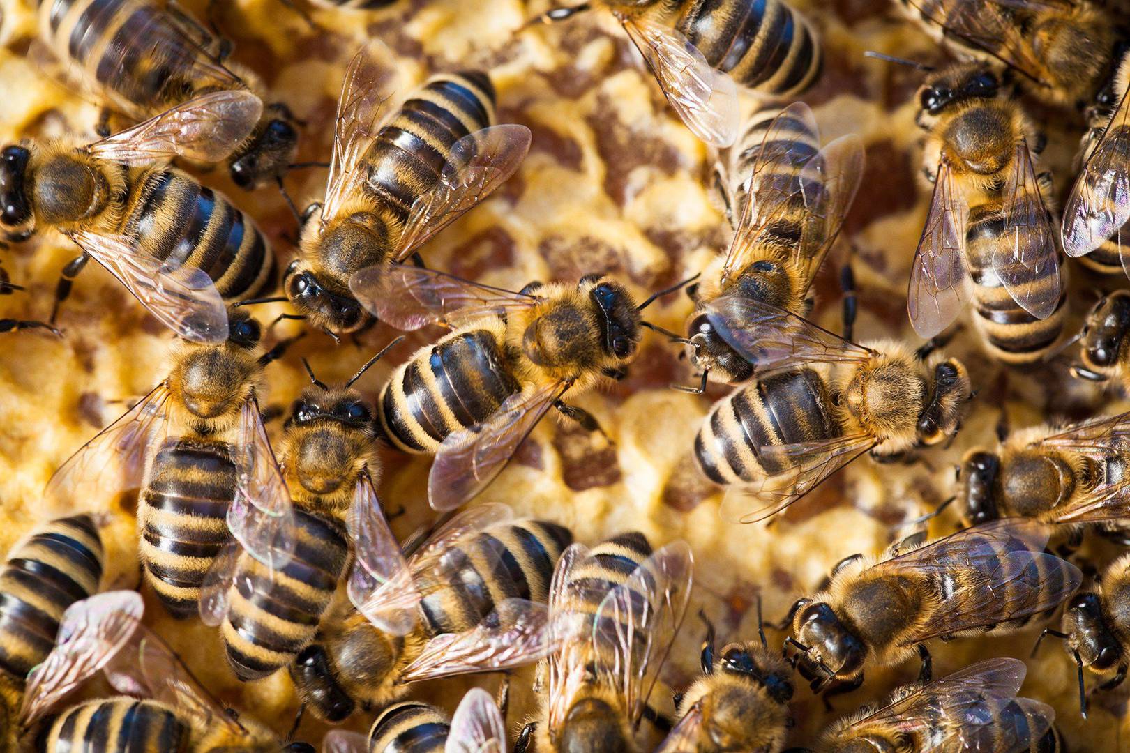 Bother for bees, predicting crime in Rio: Podcast 281