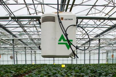 Poinsettia plants growing under computer controlled conditions in Kent, England