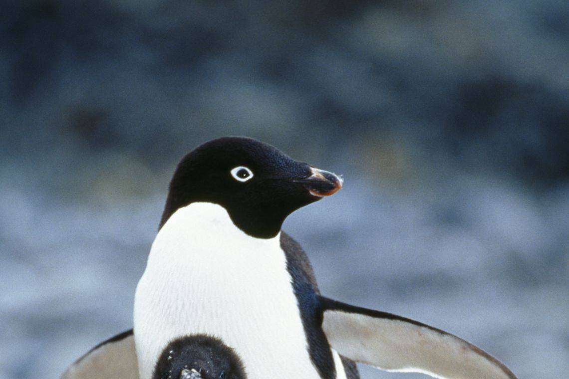 The penguin population may drop by 60% by the end of the century