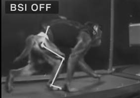 Brain implant helps paralysed monkeys walk in just six days