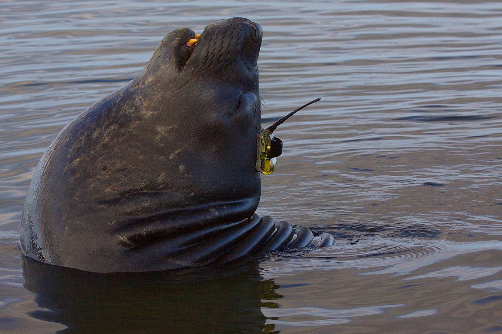 Scientists are strapping sensors to the heads of seals to track Antarctic ice