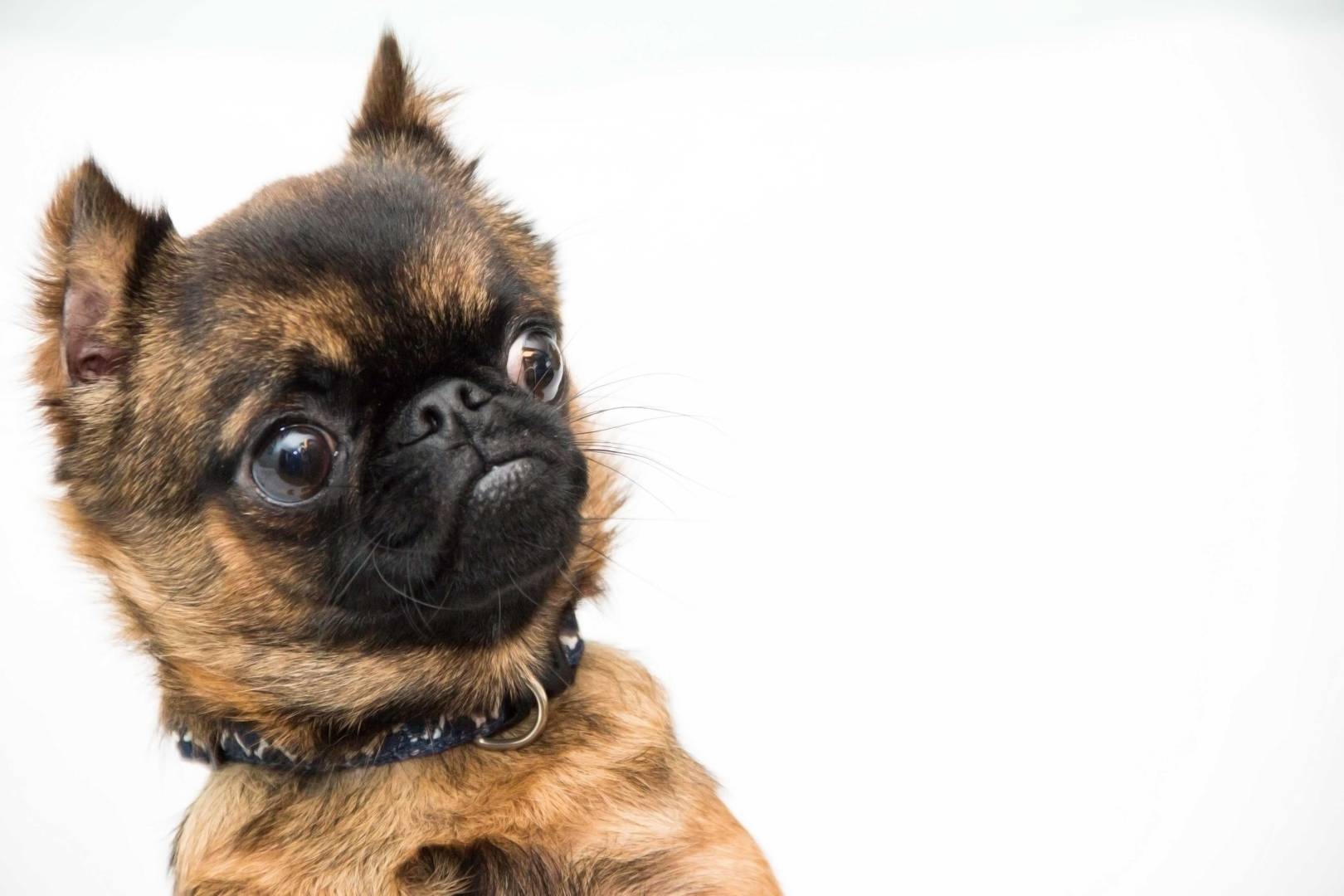 Your dog knows what you did last summer: canines have 'episodic memories' like primates