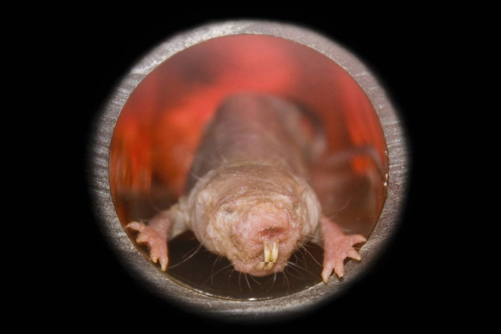 How naked mole rats have evolved to feel no pain