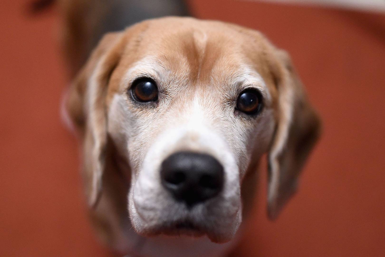 Is your dog needy? Blame its genes