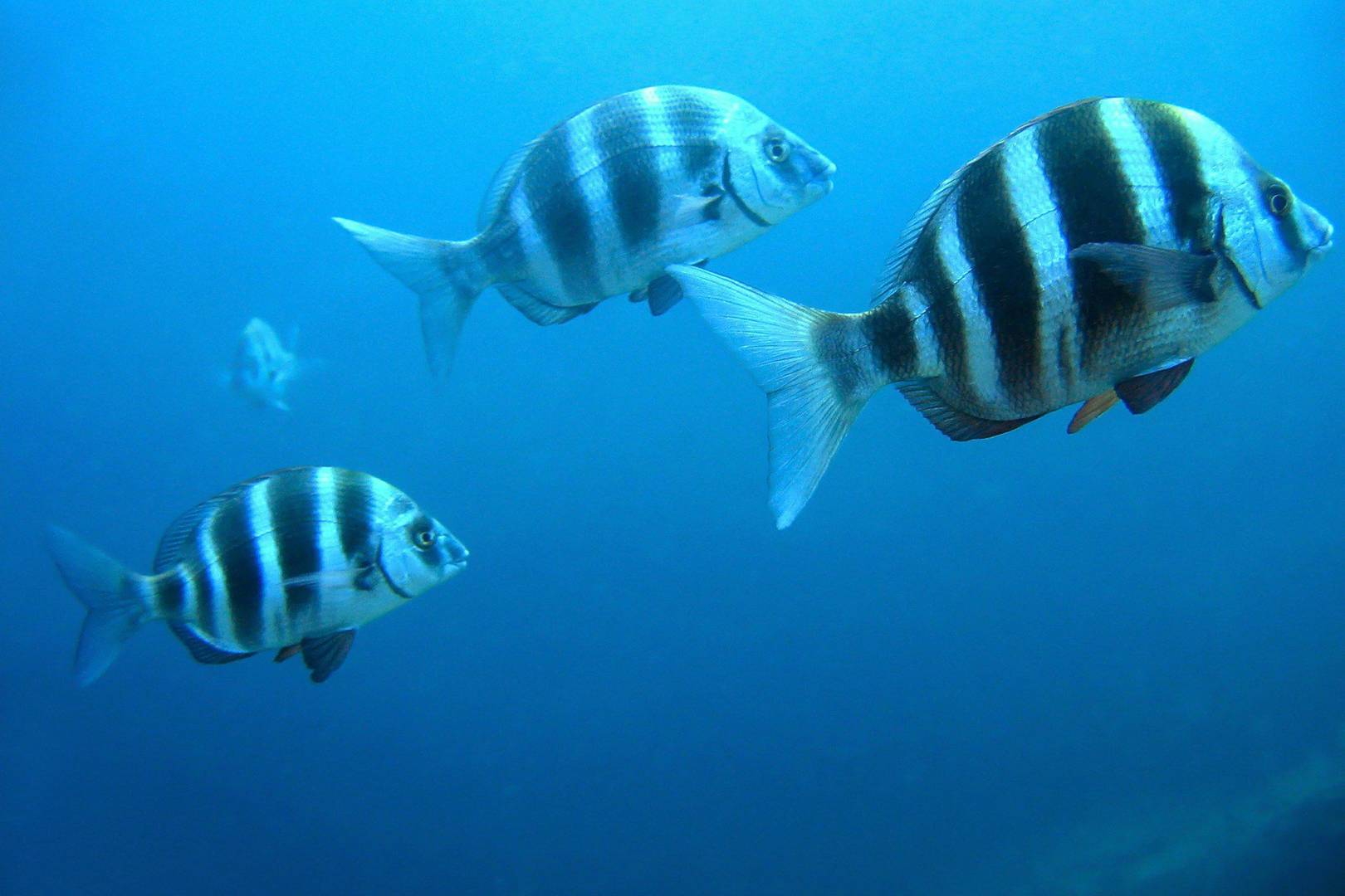 Google hardware, fish accents: Podcast 288