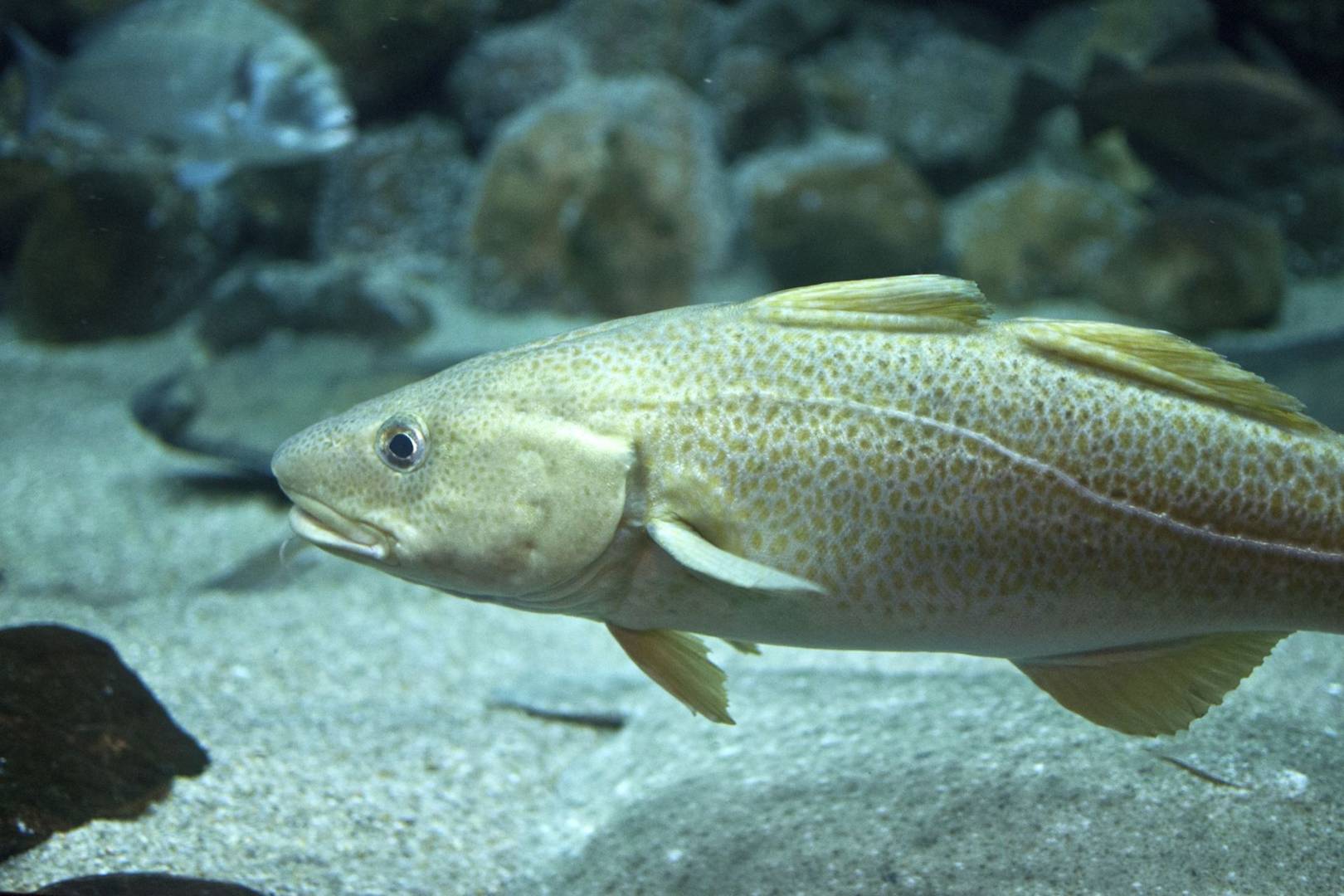 Fish 'chat' to each other and may have 'regional accents'