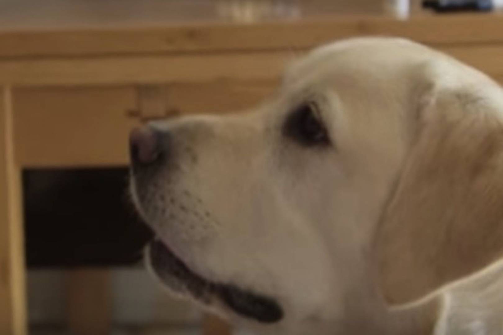 How dogs can sniff out diabetes