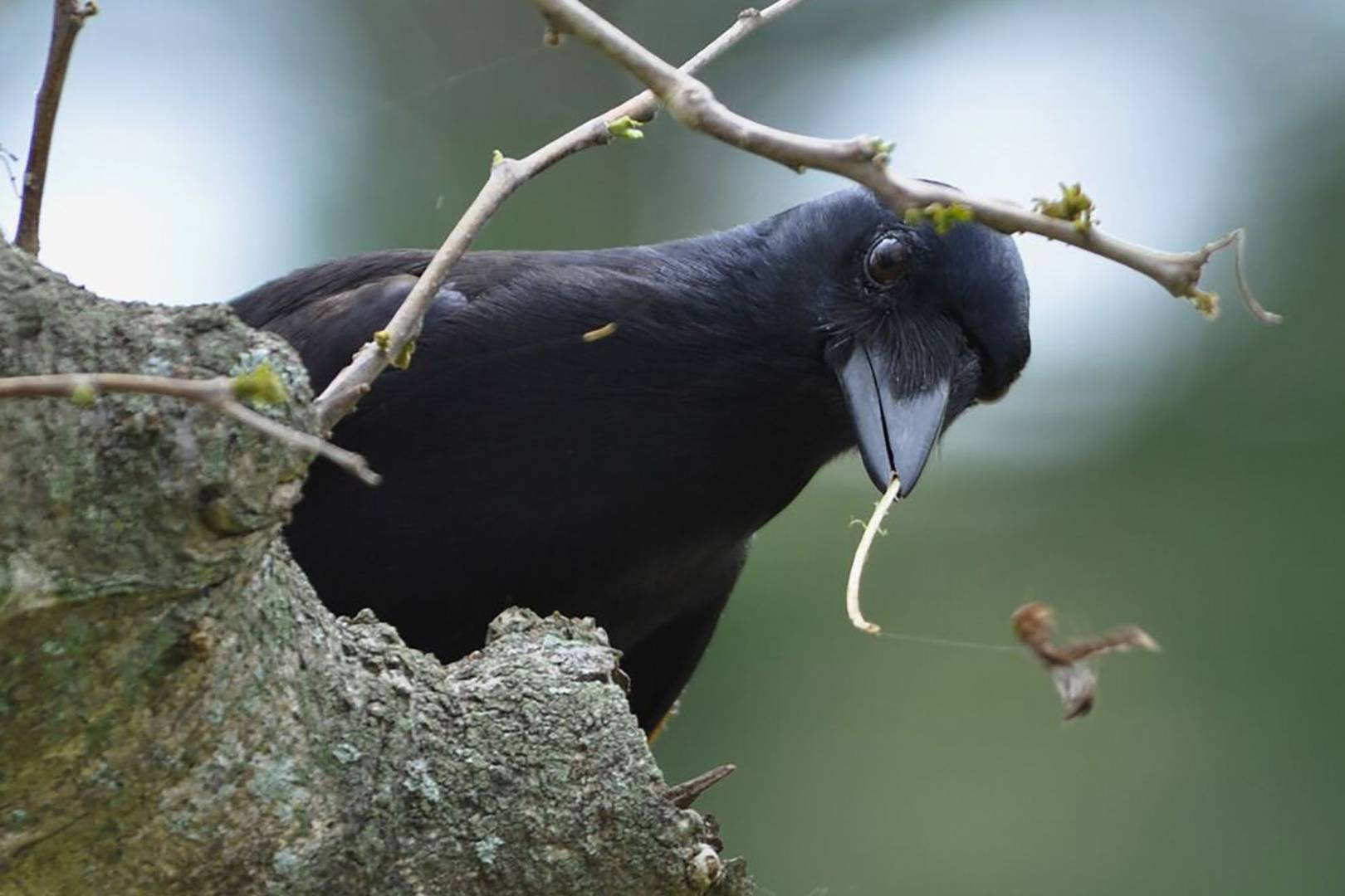 Crows can make tools – and the discovery could rewrite what we know about animal intelligence