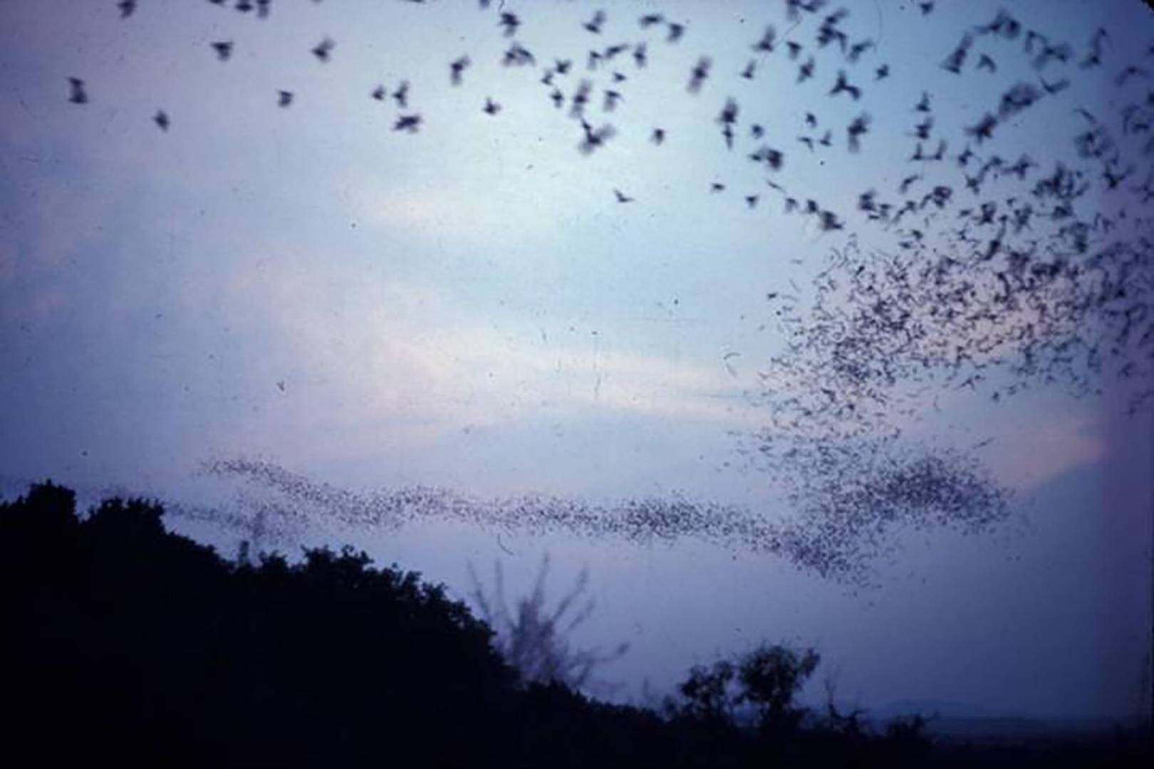 Holy speed boost Batman! Brazilian free-tailed bats found to be the fastest flying animals