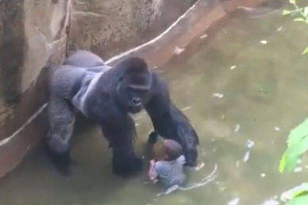 Gorilla marketing? Harambe Live event promises to unite 'Harambe fans'
