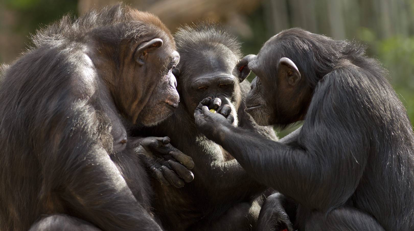 Humans and chimps are even more similar than first thought