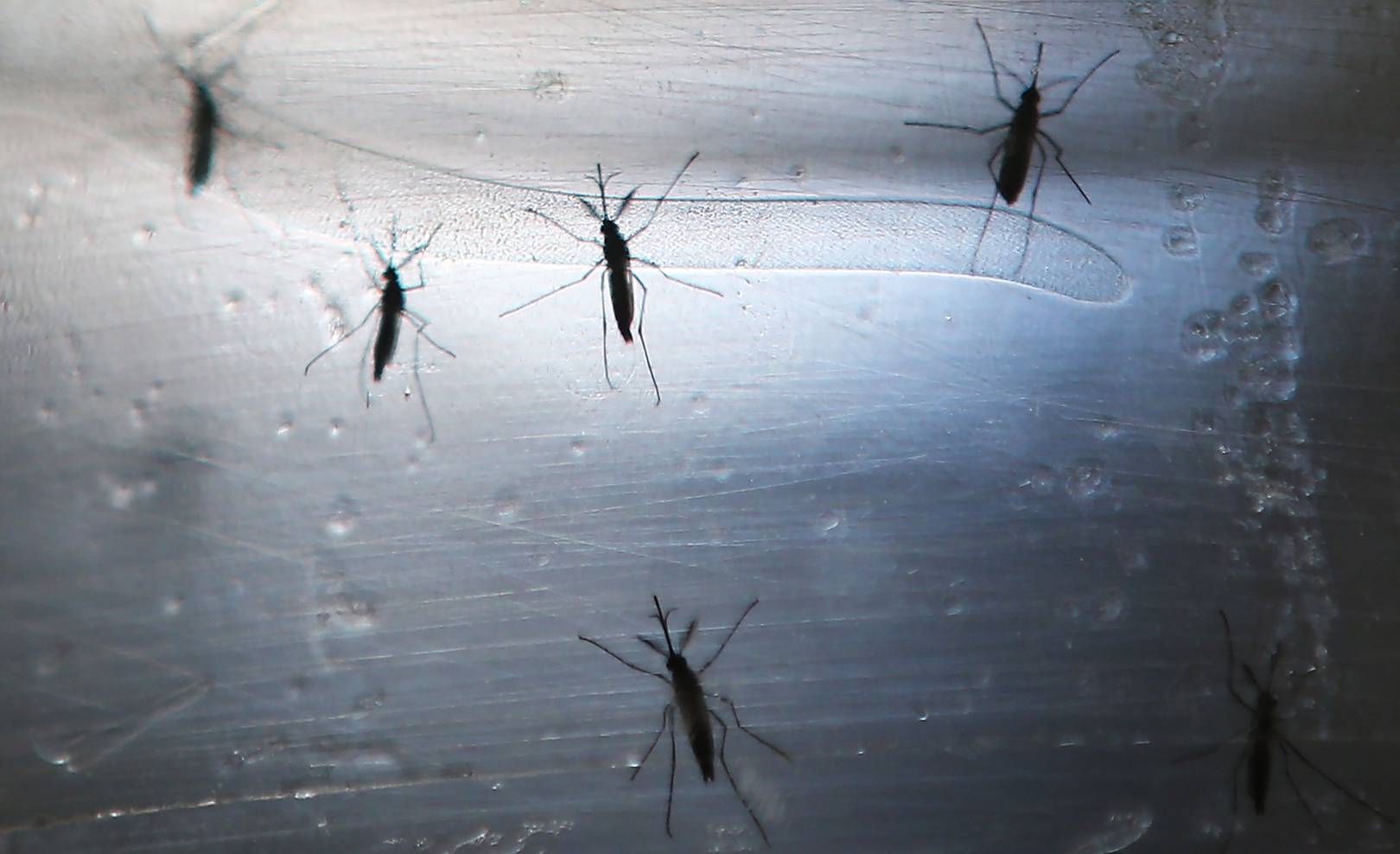 Zika vaccine one step closer after successful trial in mice