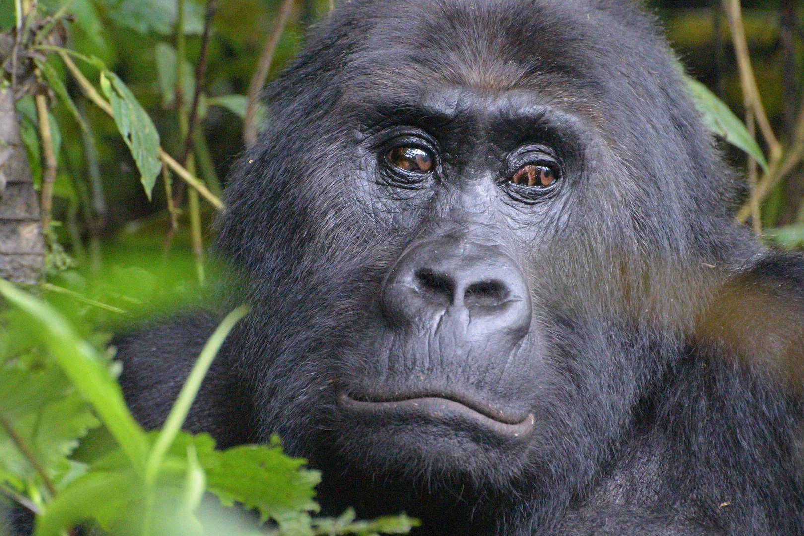 Gorillas are being killed and eaten by miners in the Congo