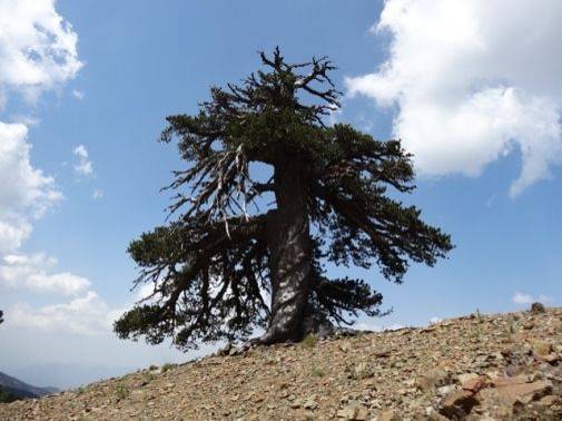 At 1,075, this tree may be the oldest living thing in Europe