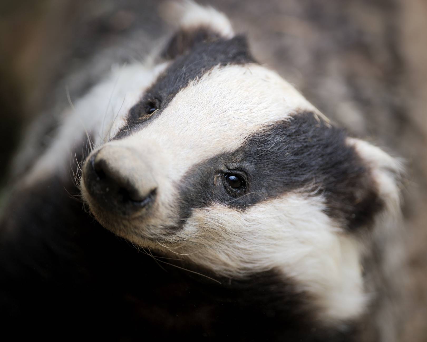 Badgers are set to be culled across five new regions of the UK