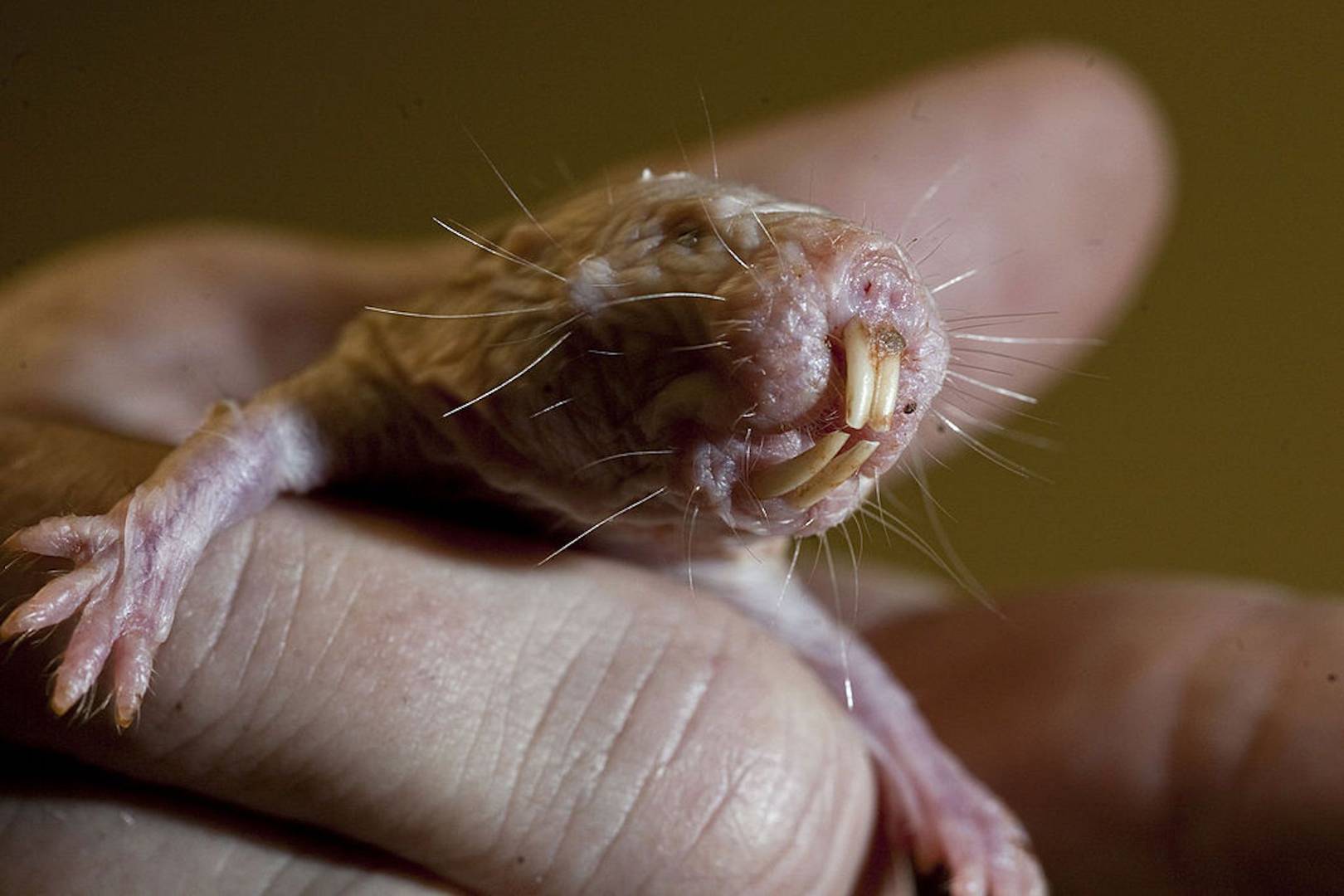 Why naked mole rats are the most fascinating animals on the planet
