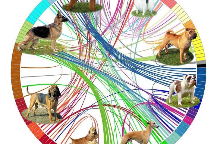 Dog 'tree of life' reveals the first living descendants of the ancient New World Dog