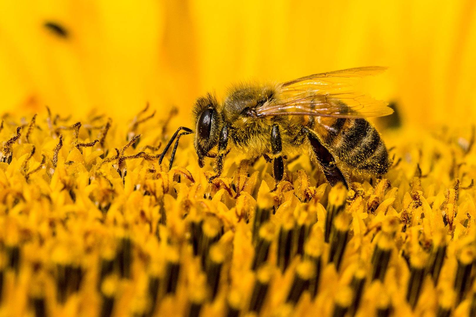 bee population decline causes