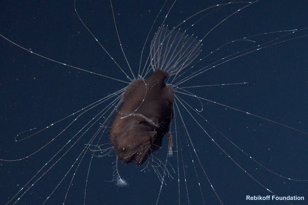 This is how the anglerfish makes sweet and freaky deep sea love | WIRED UK