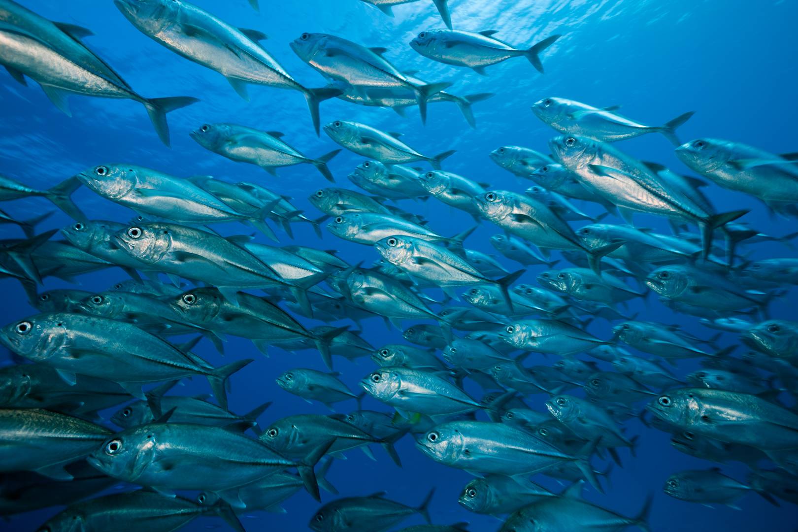 The WWF backs blockchain to unpick messy food supply chains