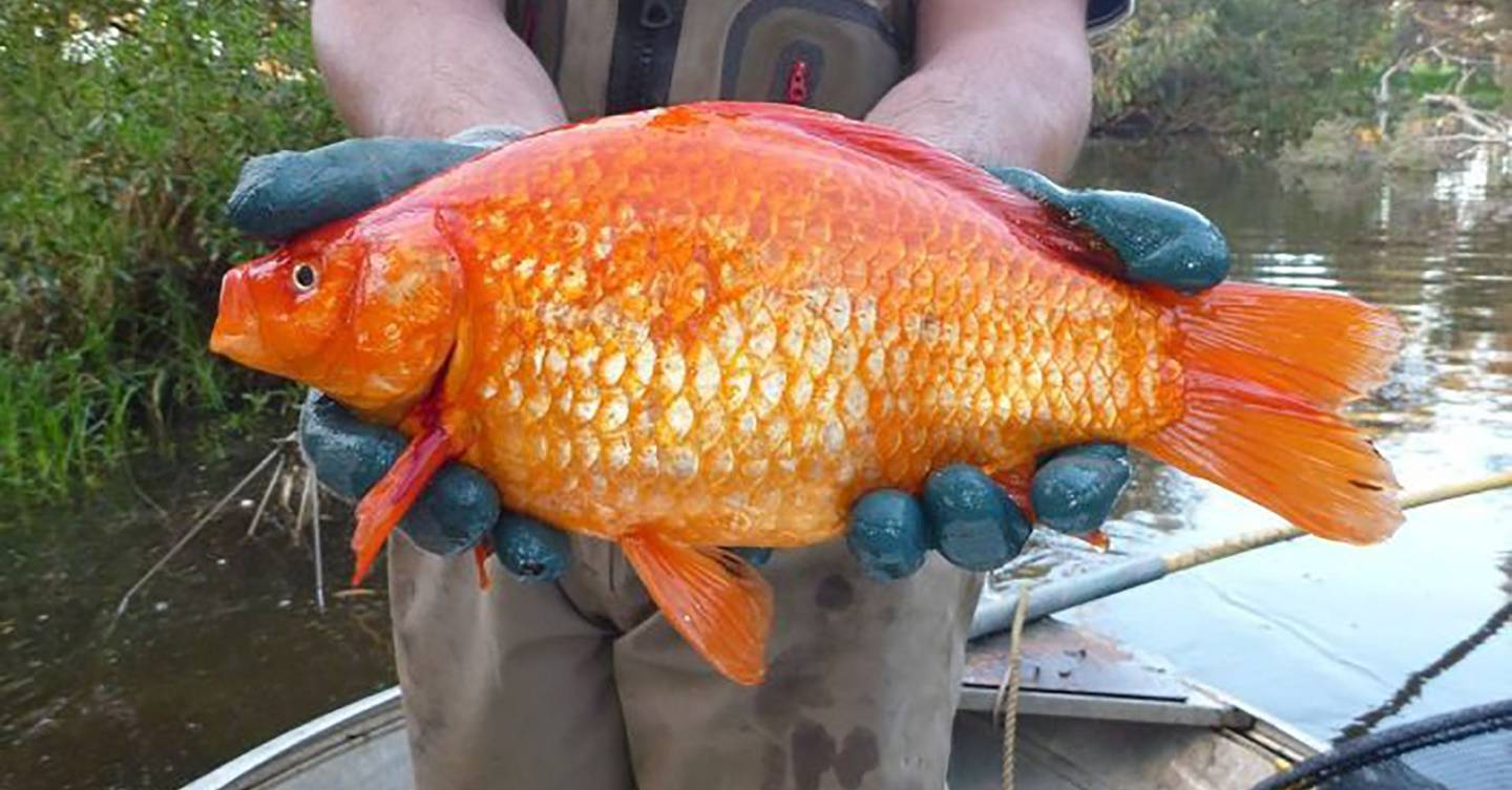 Discarded goldfish are growing to the size of footballs | WIRED UK