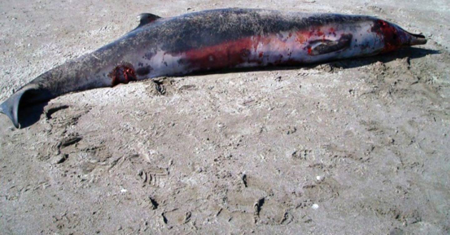 World's rarest whale washes up on beach in New Zealand ... - 1440 x 753 jpeg 135kB