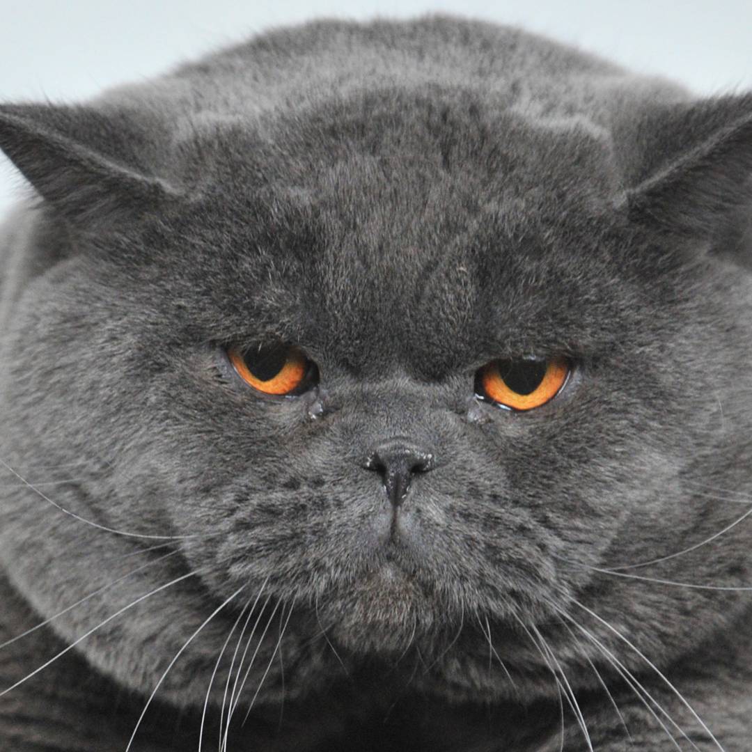 Image: Why people can't accept the Croydon cat killer was fiction