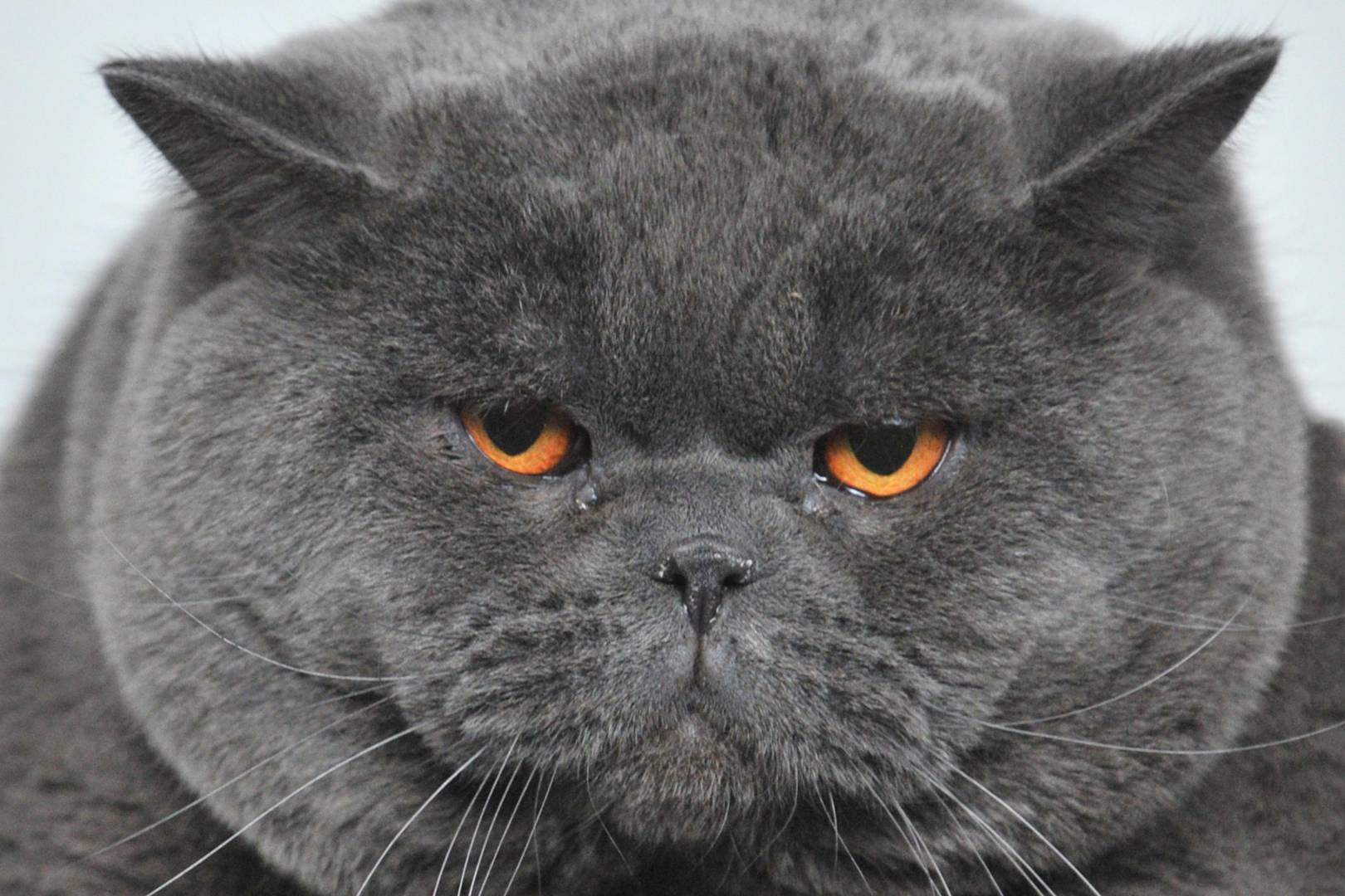 Why people can't accept the Croydon cat killer was fiction