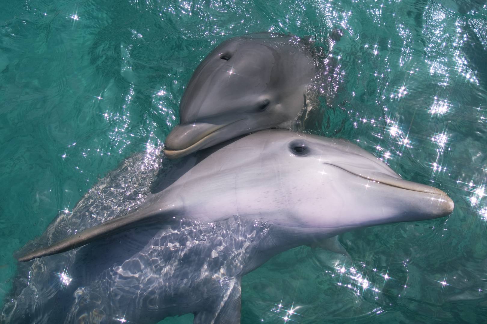 Inflated dolphin penises reveal how marine genitalia evolved