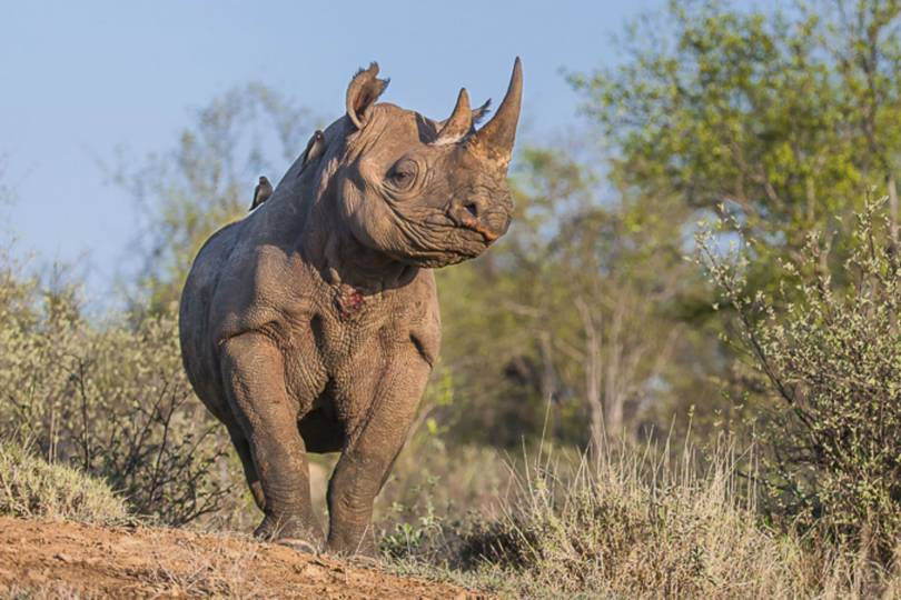 How To Resurrect Extinct Rhinos Launch A Crowdfunding Campaign Wired Uk