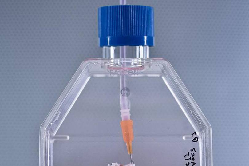 Rat limb grown from cells in the lab, and primate limbs are next WIRED UK