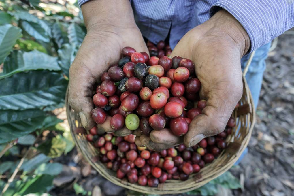 Thursday briefing: The world's wild coffee plants are at risk